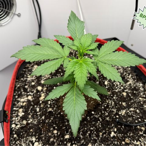 A-BPPR3 growlog photo: Day 18