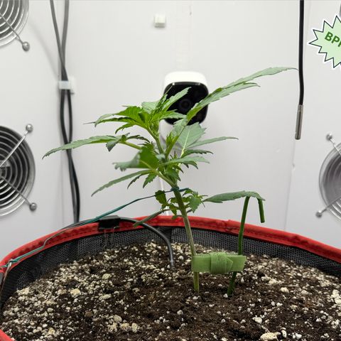 A-BPPR3 growlog photo: Day 18