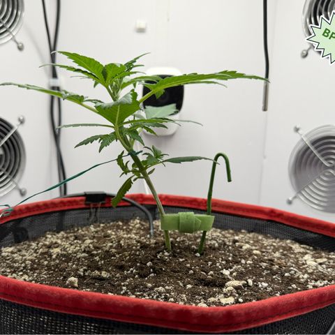 A-BPPR3 growlog photo: Day 19