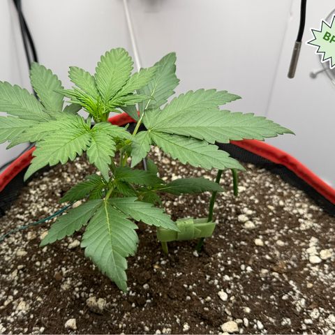 A-BPPR3 growlog photo: Day 19