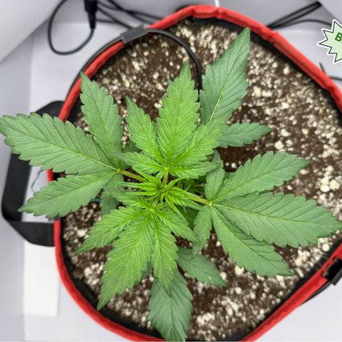 A-BPPR3 growlog photo: Day 19