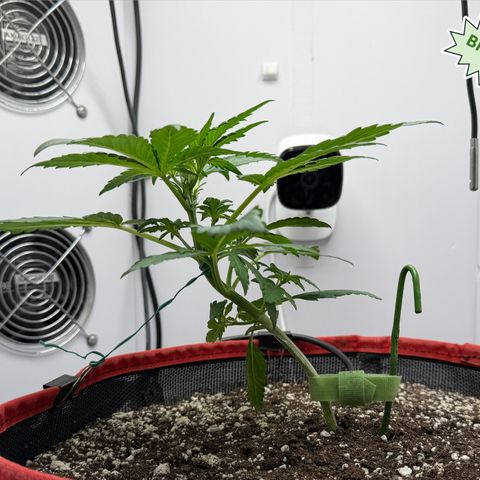 A-BPPR3 growlog photo: Day 20