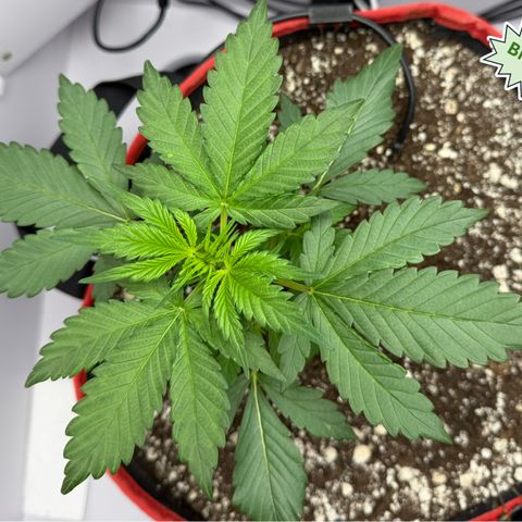 A-BPPR3 growlog photo: Day 20