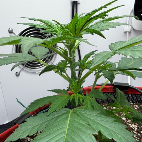 A-BPPR3 growlog photo: Day 20