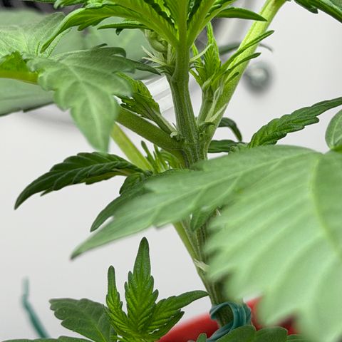 A-BPPR3 growlog photo: Day 20