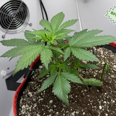 A-BPPR3 growlog photo: Day 20