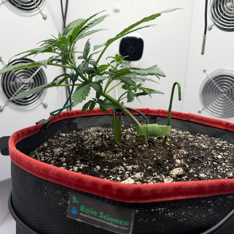 A-BPPR3 growlog photo: Day 22