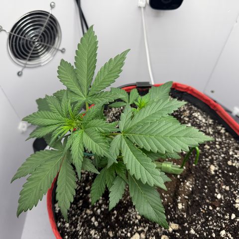 A-BPPR3 growlog photo: Day 22