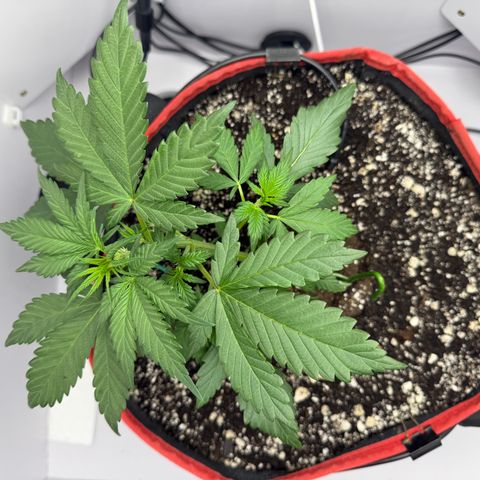 A-BPPR3 growlog photo: Day 22