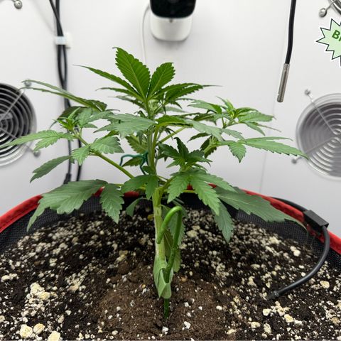 A-BPPR3 growlog photo: Day 24