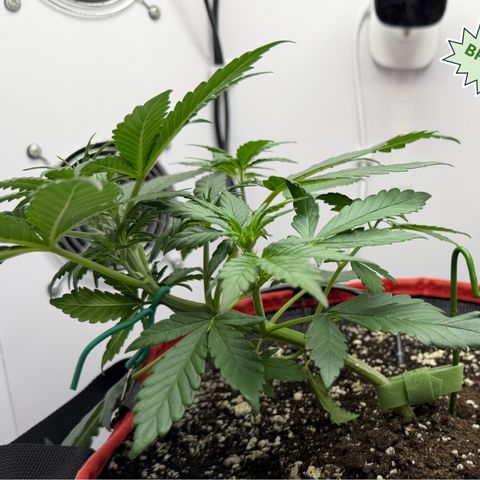 A-BPPR3 growlog photo: Day 24