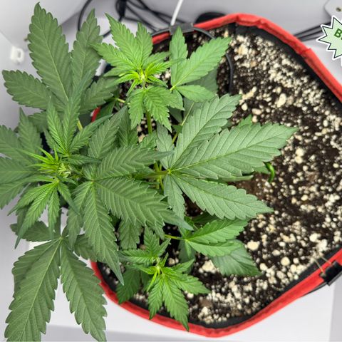 A-BPPR3 growlog photo: Day 24