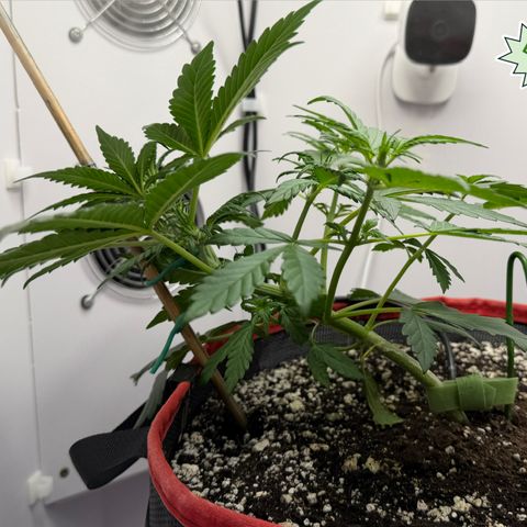A-BPPR3 growlog photo: Day 25