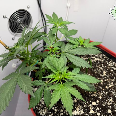 A-BPPR3 growlog photo: Day 25