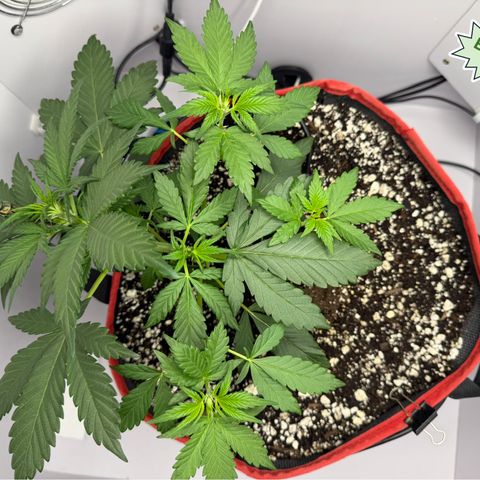 A-BPPR3 growlog photo: Day 25