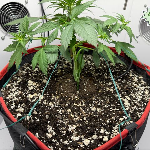 A-BPPR3 growlog photo: Day 25