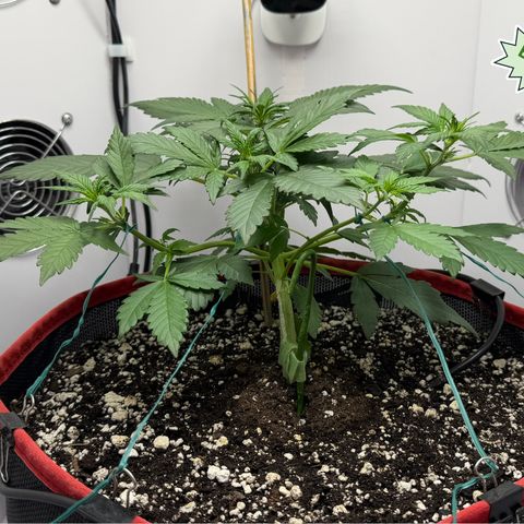 A-BPPR3 growlog photo: Day 26