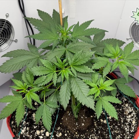 A-BPPR3 growlog photo: Day 26