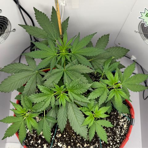 A-BPPR3 growlog photo: Day 26