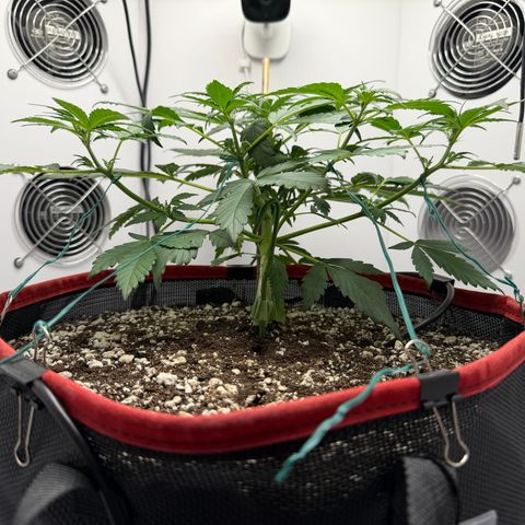 A-BPPR3 growlog photo: Day 28