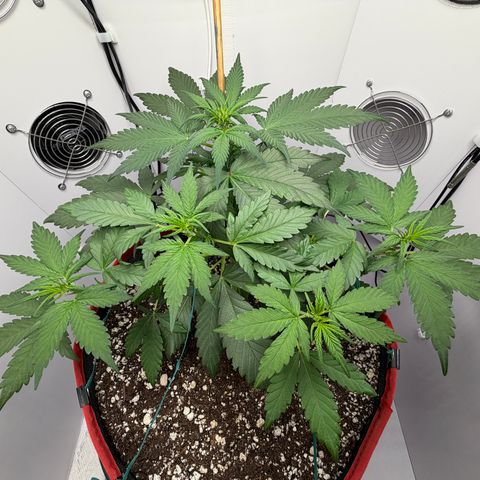 A-BPPR3 growlog photo: Day 28