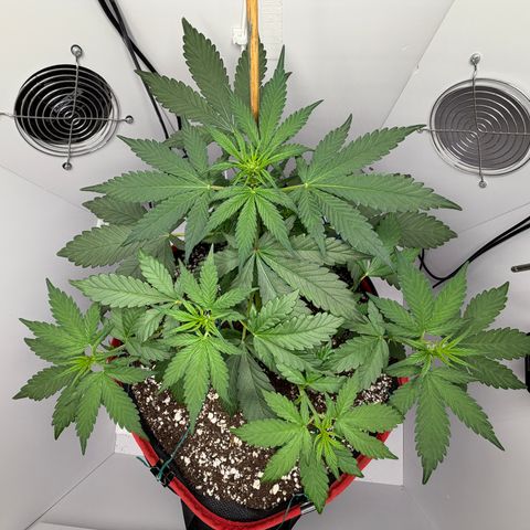 A-BPPR3 growlog photo: Day 28
