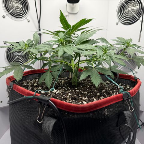 A-BPPR3 growlog photo: Day 29