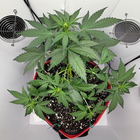 A-BPPR3 growlog photo: Day 29