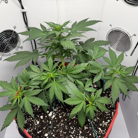 A-BPPR3 growlog photo: Day 29