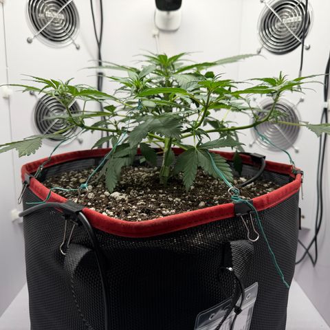 A-BPPR3 growlog photo: Day 30