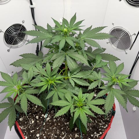 A-BPPR3 growlog photo: Day 30