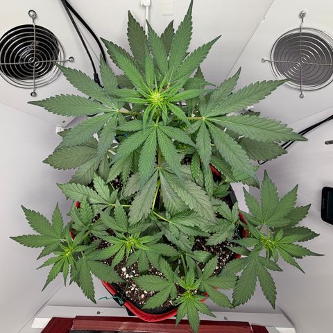 A-BPPR3 growlog photo: Day 30