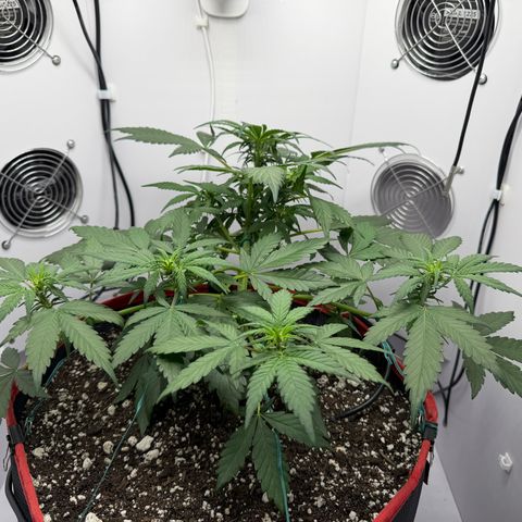 A-BPPR3 growlog photo: Day 31