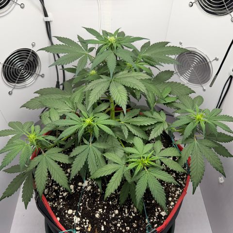 A-BPPR3 growlog photo: Day 32