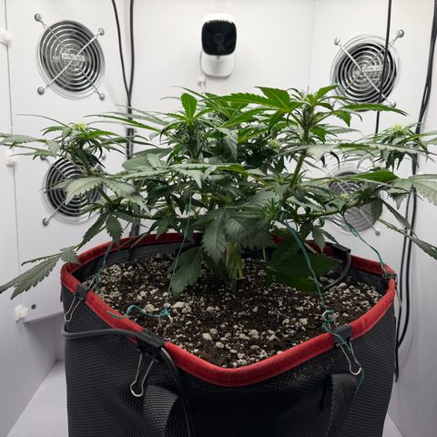 A-BPPR3 growlog photo: Day 36