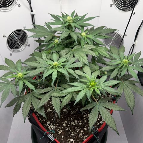 A-BPPR3 growlog photo: Day 36