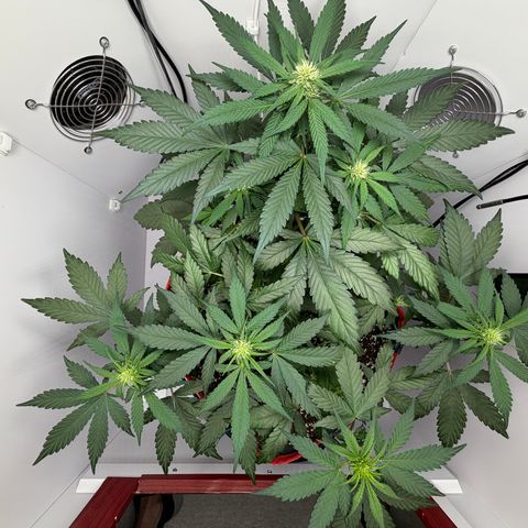 A-BPPR3 growlog photo: Day 36