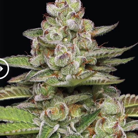 Foto de la cronología del growlog de T-PM