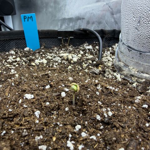 Foto de la cronología del growlog de T-PM