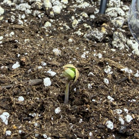 Foto de la cronología del growlog de T-PM