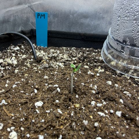 Foto del growlog de T-PM: Day 1