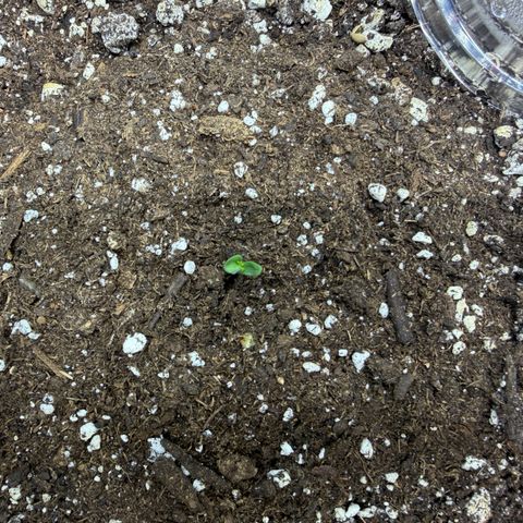 Foto del growlog de T-PM: Day 1
