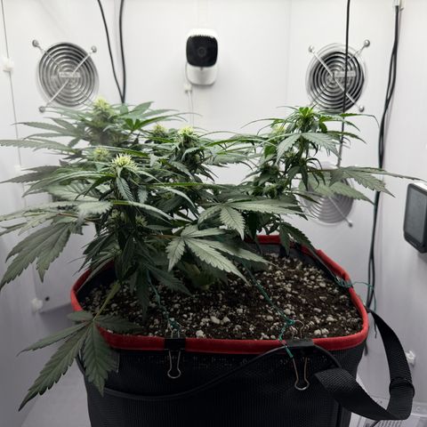 A-BPPR3 growlog photo: Day 39