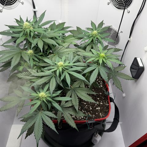 A-BPPR3 growlog photo: Day 39