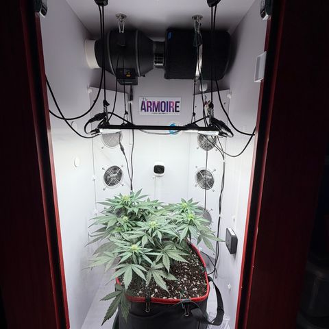 A-BPPR3 growlog photo: Day 39