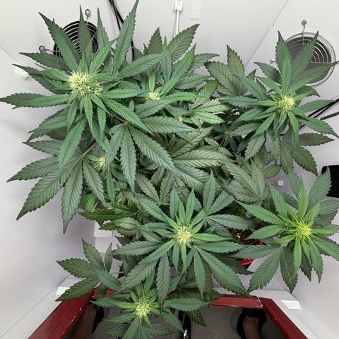 A-BPPR3 growlog photo: Day 39