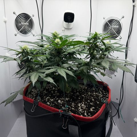 A-BPPR3 growlog photo: Day 41