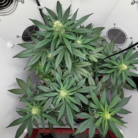 A-BPPR3 growlog photo: Day 41