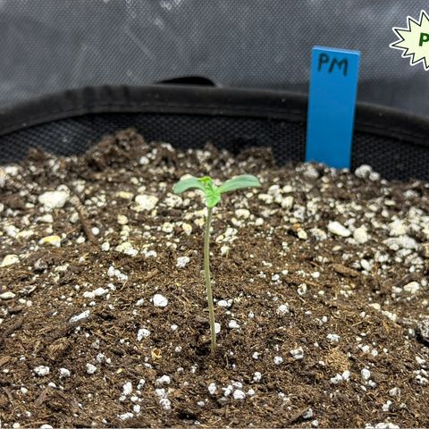 Foto del growlog de T-PM: Day 3