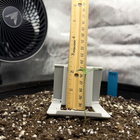 Foto del growlog de T-PM: Day 3